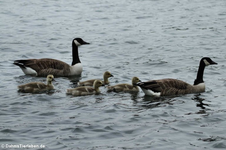 Branta canadensis