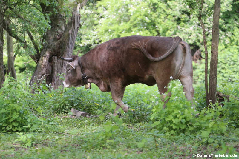 Allgäuer Braunvieh
