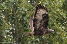 Mäusebussard (Buteo buteo buteo) in Köln-Rondorf