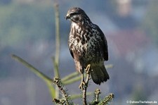 Mäusebussard (Buteo buteo buteo) in Köln