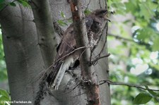 Mäusebussard (Buteo buteo buteo) im Kölner Grüngürtel