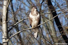 Mäusebussard (Buteo buteo buteo) in Köln-Rodenkirchen