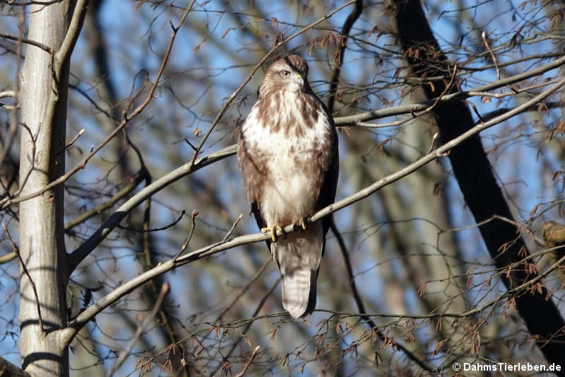 Mäusebussard (Buteo buteo buteo)