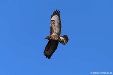 Mäusebussard (Buteo buteo buteo) in Köln-Rondorf