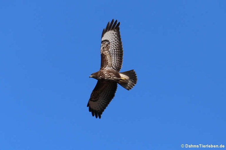 Buteo buteo buteo