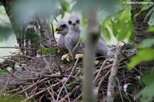 Junge Mäusebussarde (Buteo buteo buteo) in einem Horst im Naturschutzgebiet Kiesgrube Meschenich