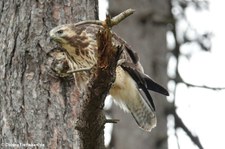 Mäusebussard (Buteo buteo buteo) in Köln-Rondorf