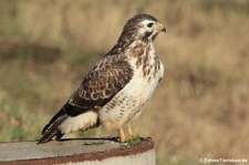 Mäusebussard (Buteo buteo buteo) in Köln-Rondorf