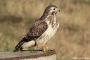 Buteo buteo buteo