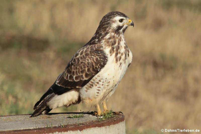 Buteo buteo buteo