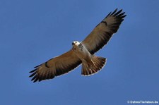 Mäusebussard (Buteo buteo buteo) in Köln-Rondorf