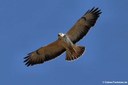 Buteo buteo buteo