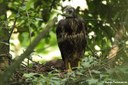 Buteo buteo buteo