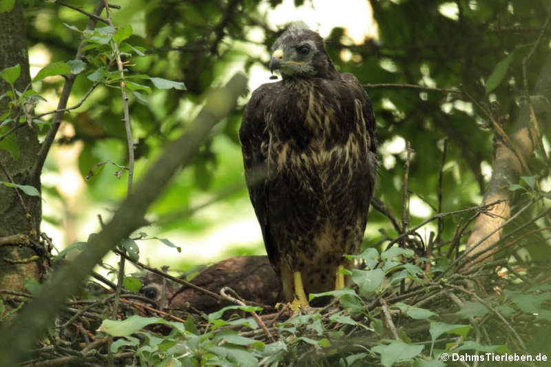 Buteo buteo buteo