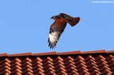 Buteo buteo buteo