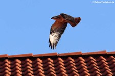 Mäusebussard (Buteo buteo buteo) in Köln-Rondorf