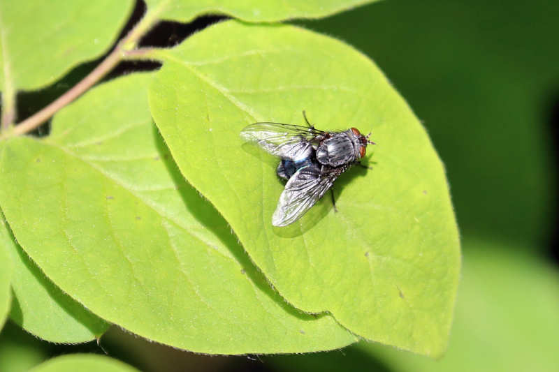 Calliphora vomitoria-1