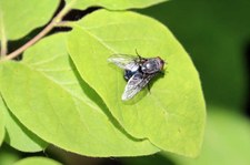 Blaue Schmeißfliege (Calliphora vomitoria) im Naturschutzgebiet Kiesgrube Meschenich