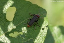 Gemeiner Weichkäfer (Cantharis fusca) im Kölner Süden