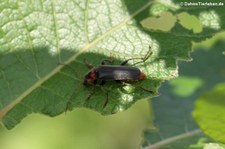 Gemeiner Weichkäfer (Cantharis fusca) im Kölner Süden