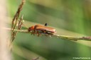 Cantharis livida