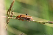 Variabler Weichkäfer (Cantharis livida) im Kölner Süden