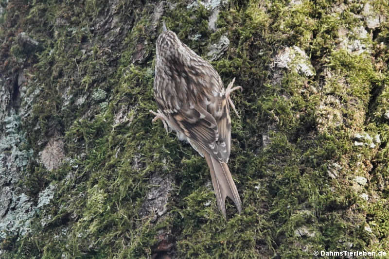 Gartenbaumläufer Certhia brachydactyla megarhynchos-3