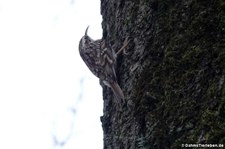 Gartenbaumläufer (Certhia brachydactyla megarhynchos) im Fritz-Encke-Volkspark, Köln