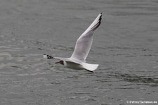 Lachmöwe (Chroicocephalus ridibundus) zwischen Wesseling und Bonn