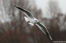 Lachmöwe (Chroicocephalus ridibundus) in Köln