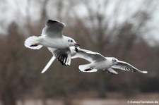 Lachmöwe (Chroicocephalus ridibundus) in Köln