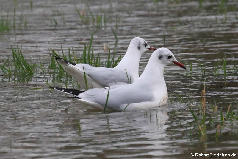 Chroicocephalus ridibundus-5