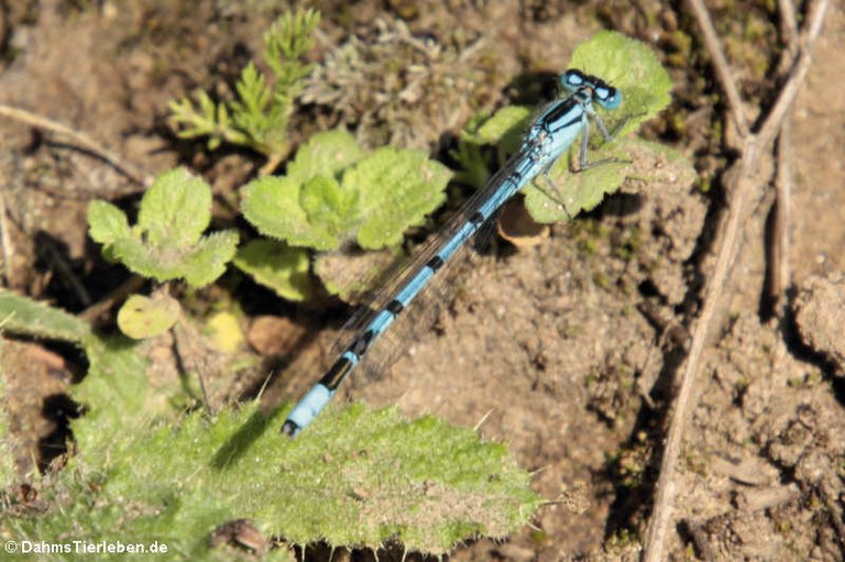 Coenagrion puella