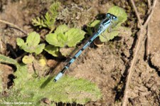 Gemeine Becherjungfer (Enallagma cyathigerum) im Naturschutzgebiet Kiesgrube Meschenich