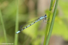 Gemeine Becherjungfer (Enallagma cyathigerum) im Naturschutzgebiet Kiesgrube Meschenich