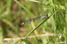 weibliche Gemeine Becherjungfer (Enallagma cyathigerum) im Naturschutzgebiet Kiesgrube Meschenich