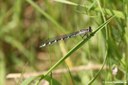 Coenagrion puella (weiblich)