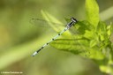 Coenagrion puella (männlich)