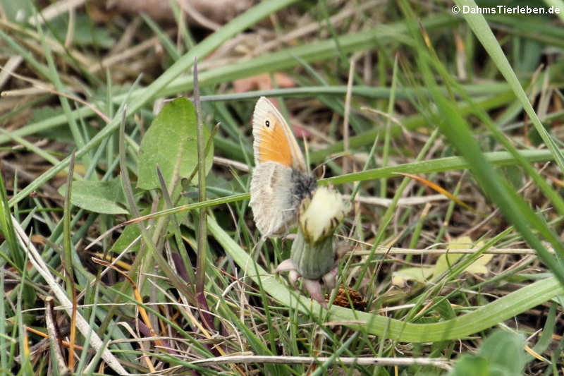 Kleines Wiesenvögelchen Coenonympha pamphilus-1