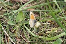 Kleines Wiesenvögelchen (Coenonympha pamphilus) im Naturschutzgebiet Kiesgrube Meschenich