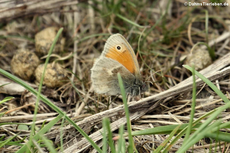 Kleines Wiesenvögelchen Coenonympha pamphilus-2