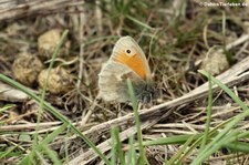 Kleines Wiesenvögelchen (Coenonympha pamphilus) im Naturschutzgebiet Kiesgrube Meschenich