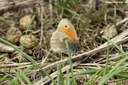 Coenonympha pamphilus