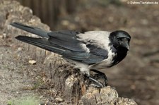 Nebelkrähe (Corvus cornix cornix) im Köln