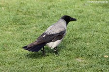 Nebelkrähe (Corvus cornix cornix) im Köln