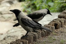 Nebelkrähen (Corvus cornix cornix) im Köln