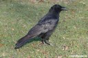 Corvus corone corone