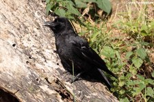 Rabenkrähe (Corvus corone corone) in Köln