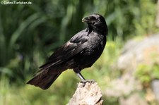 Rabenkrähe (Corvus corone corone) in Köln