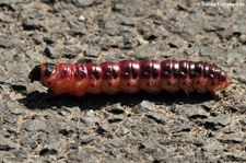 Raupe des Weidenbohrers (Cossus cossus) in Köln-Immendorf